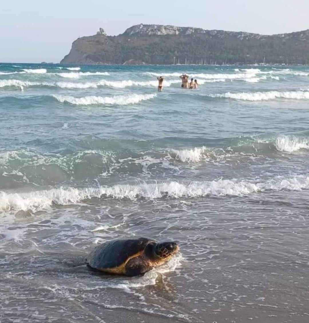 Trilocale Margine Rosso Διαμέρισμα Quartu SantʼElena Εξωτερικό φωτογραφία